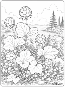Bakeapples