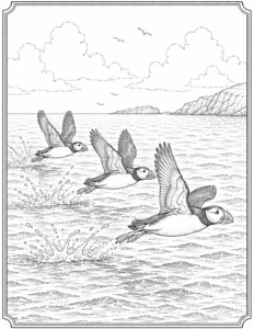 Puffins